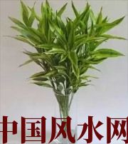 乐山十二生肖养什么植物最旺财运？你知道吗！